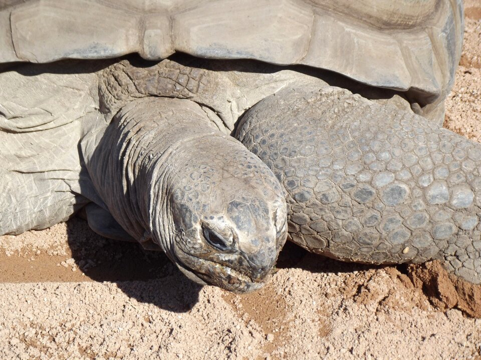 Turtle shell aldabrachelys