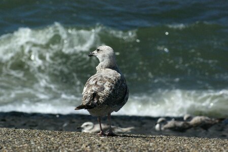 Shore bird aves avian