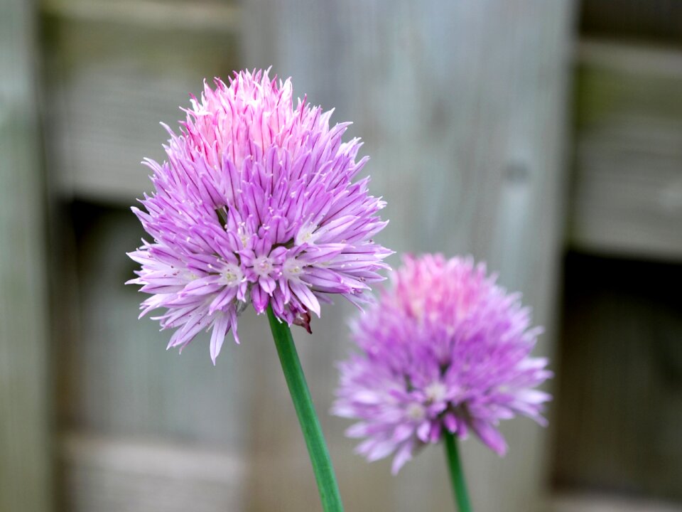Fresh growing macro