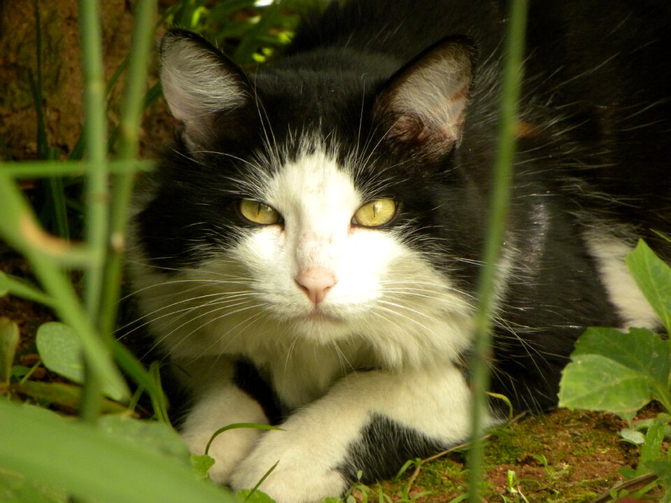 Eyes feline cat face