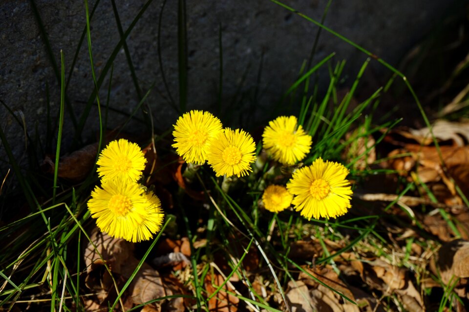 Bloom yellow tussilago photo