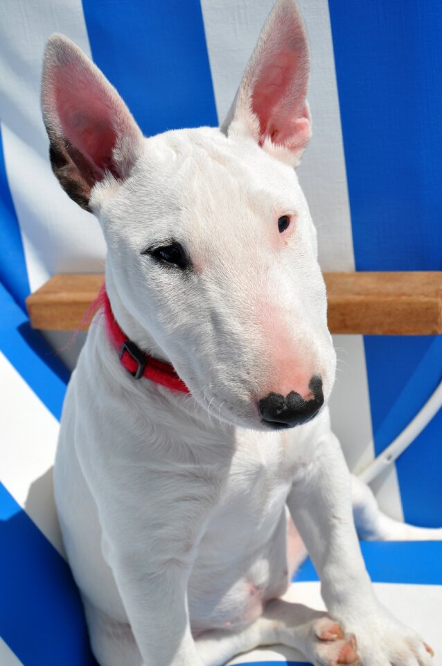 Dog animal white