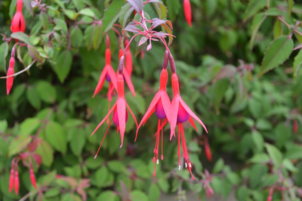 Nature magenta floral