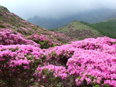 Rhododendron kiusianum aso plant japan