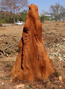 Dharwad india termite
