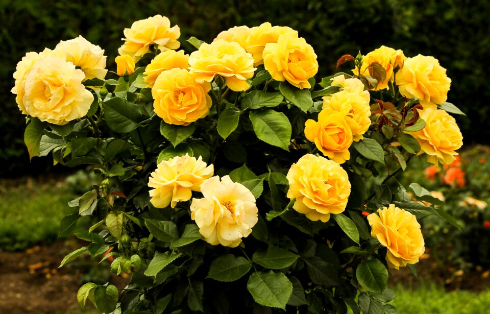 Foliage leaf petals