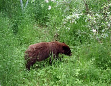 Brown black bear small bear bear in grass
