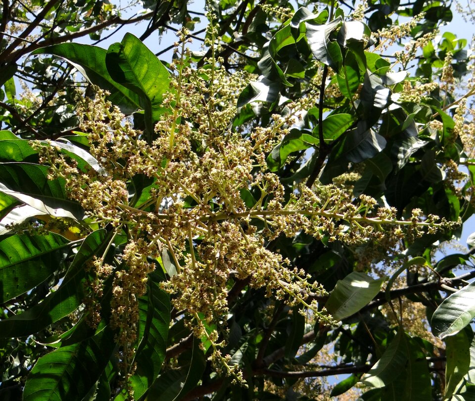 Dharwad india floral
