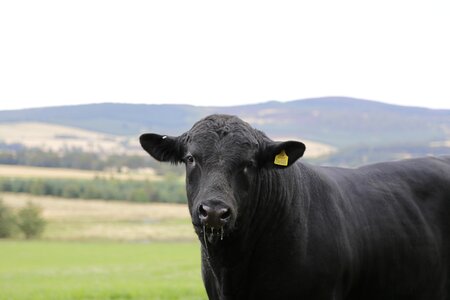 Ear tag livestock ruminant photo