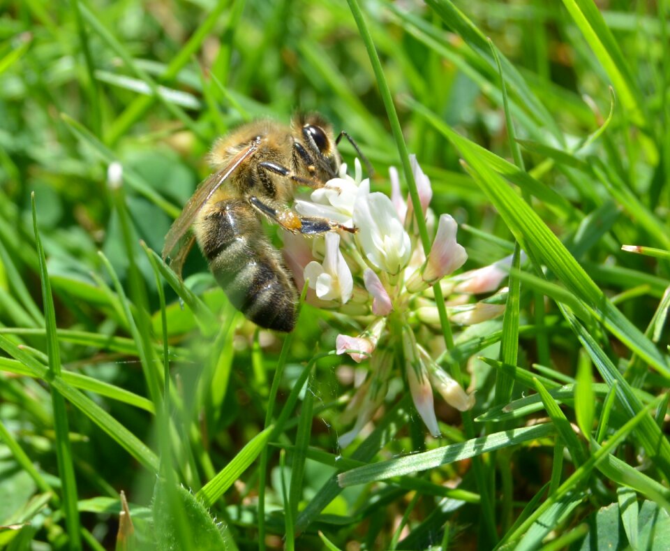 Grass meadow pollen