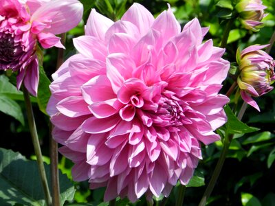 Flower garden botanist