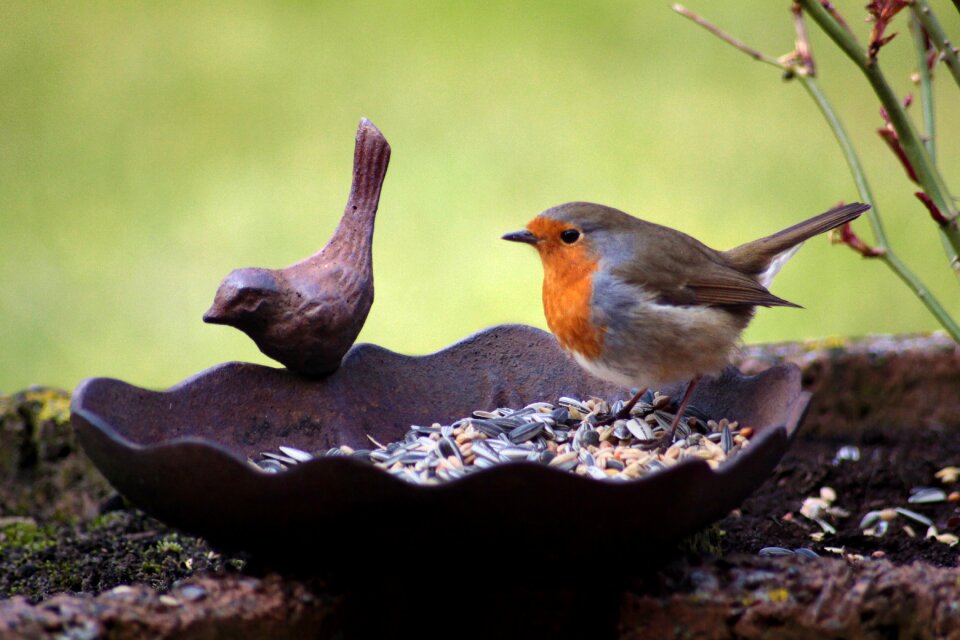 Bird bath animal eat