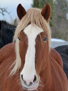 Nature pasture breeding
