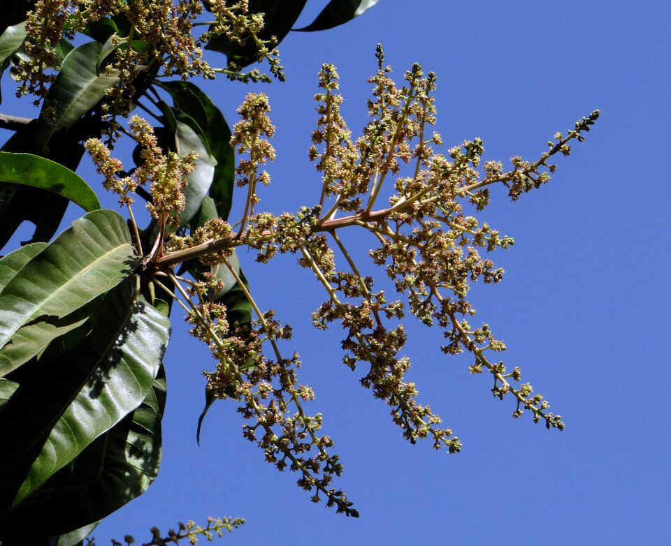 Dharwad india floral