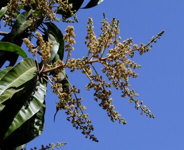 Dharwad india floral