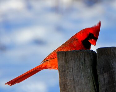 Male cardinal winter red photo