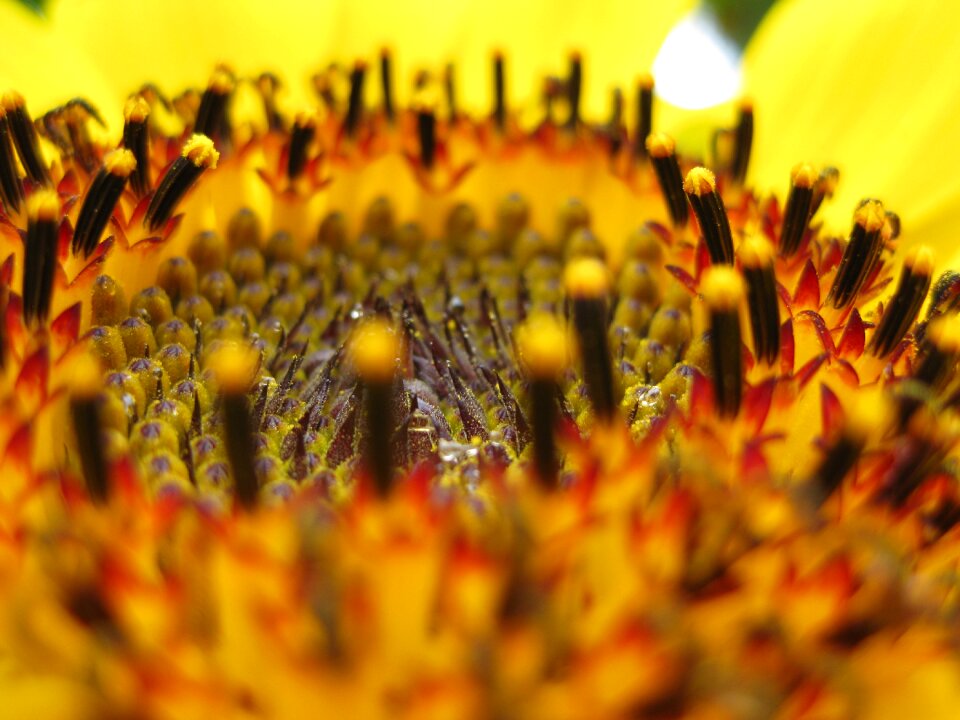 Yellow plant flower