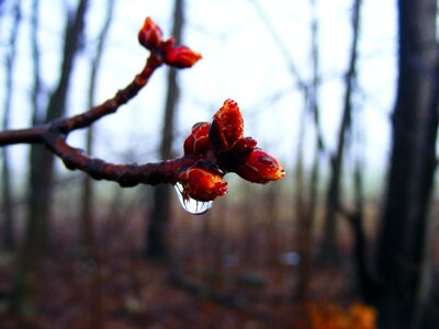 Spring bud fresh