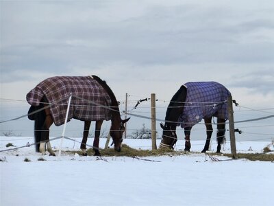 Pasture winter cold photo