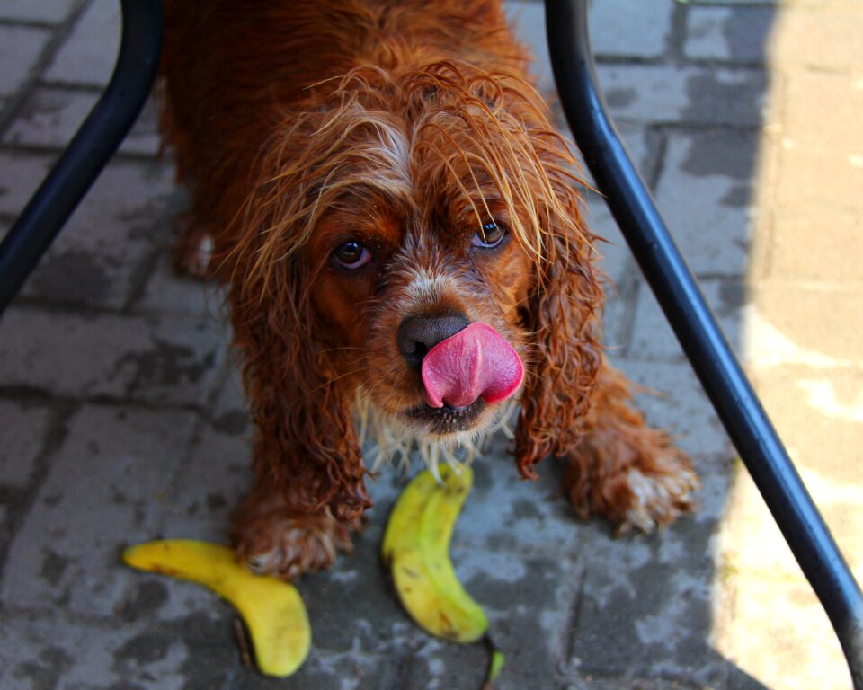 Cocker spaniel licking nose wet