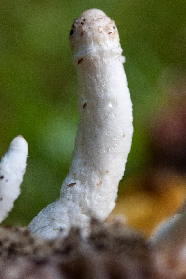 Flocked compost mushroom insect