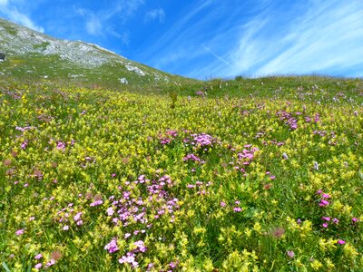 Mountain meadow meadow grassy slope