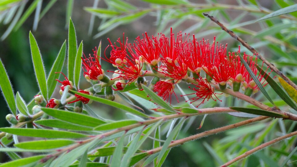 National park farallones of cali jamundí flora
