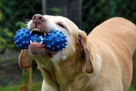 Chew tooth mammal photo