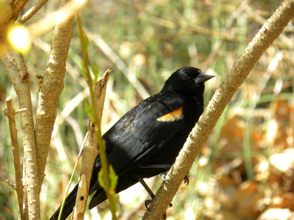 Nature branch birds
