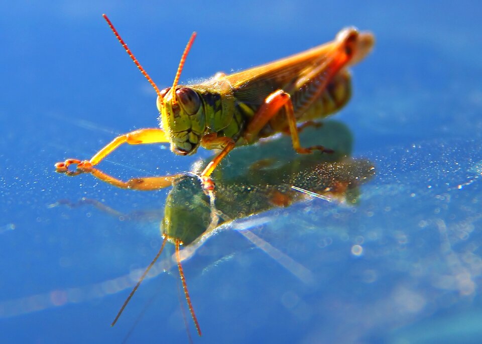 Macro reflection close
