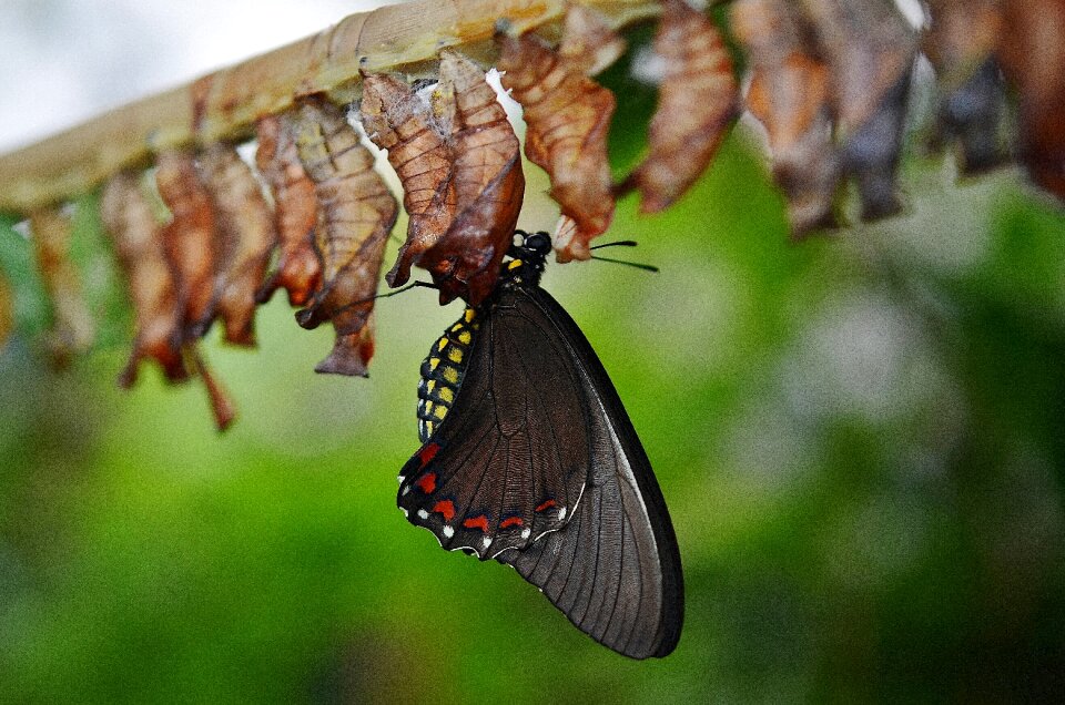 Colorful insect butterflies