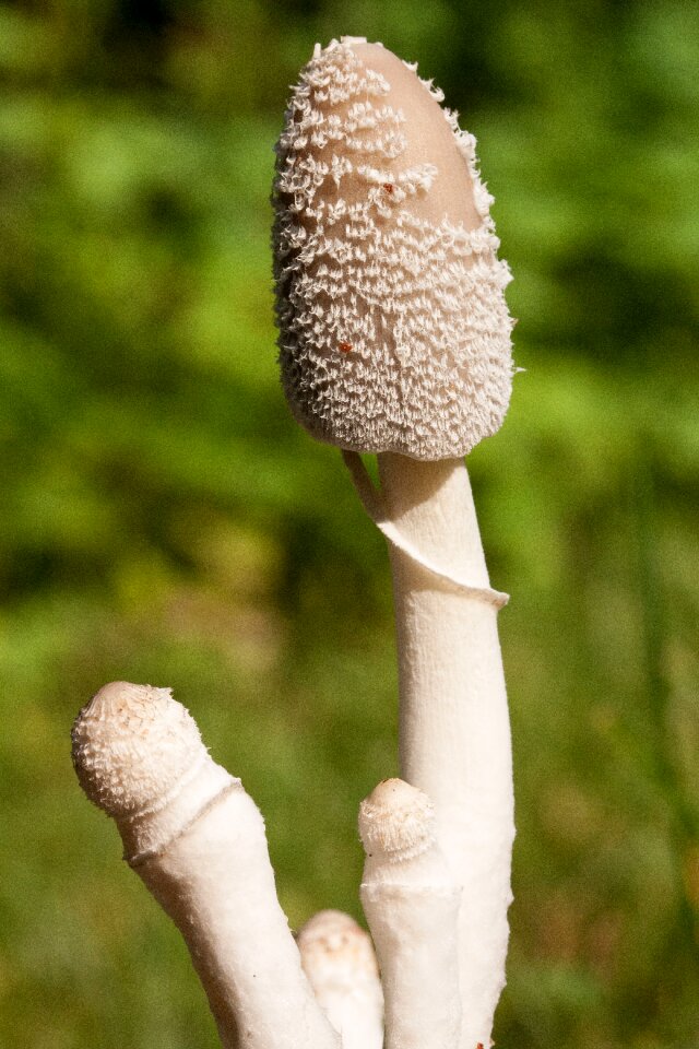 Flocked compost mushroom insect