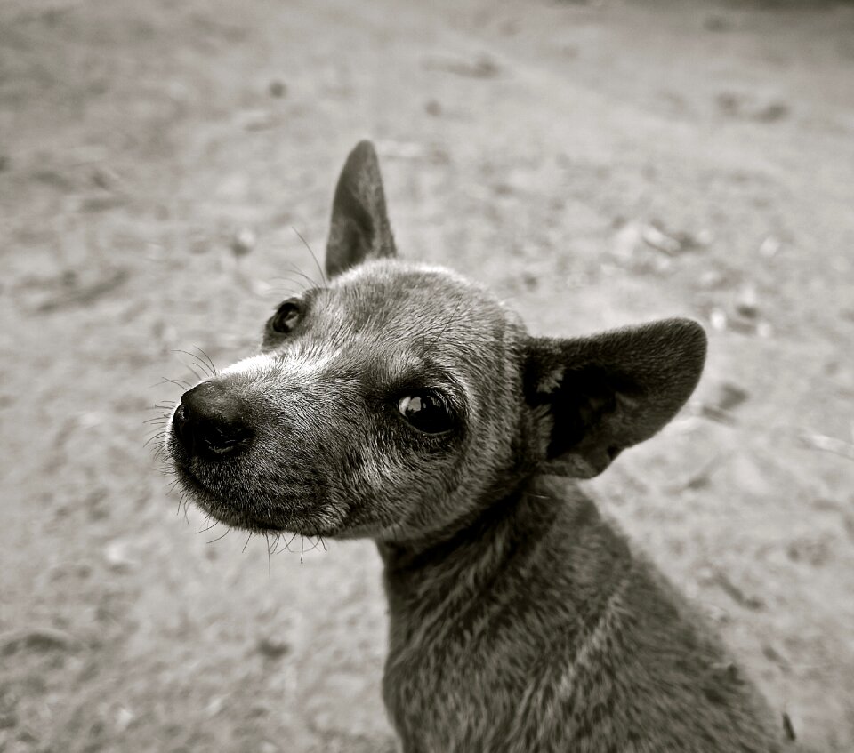 Young dog pet animals