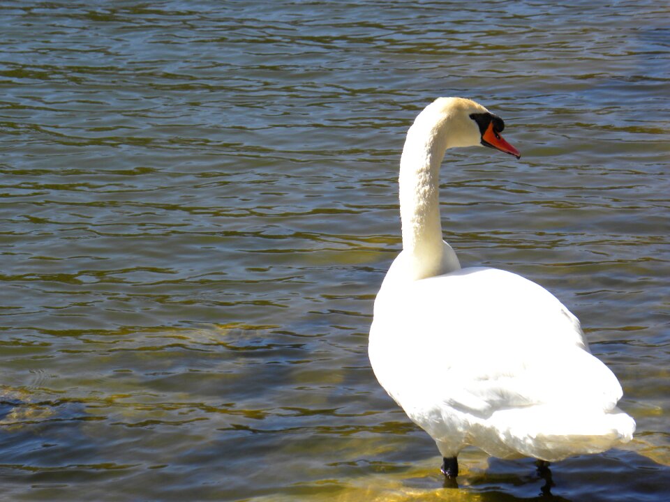 Animal bird white