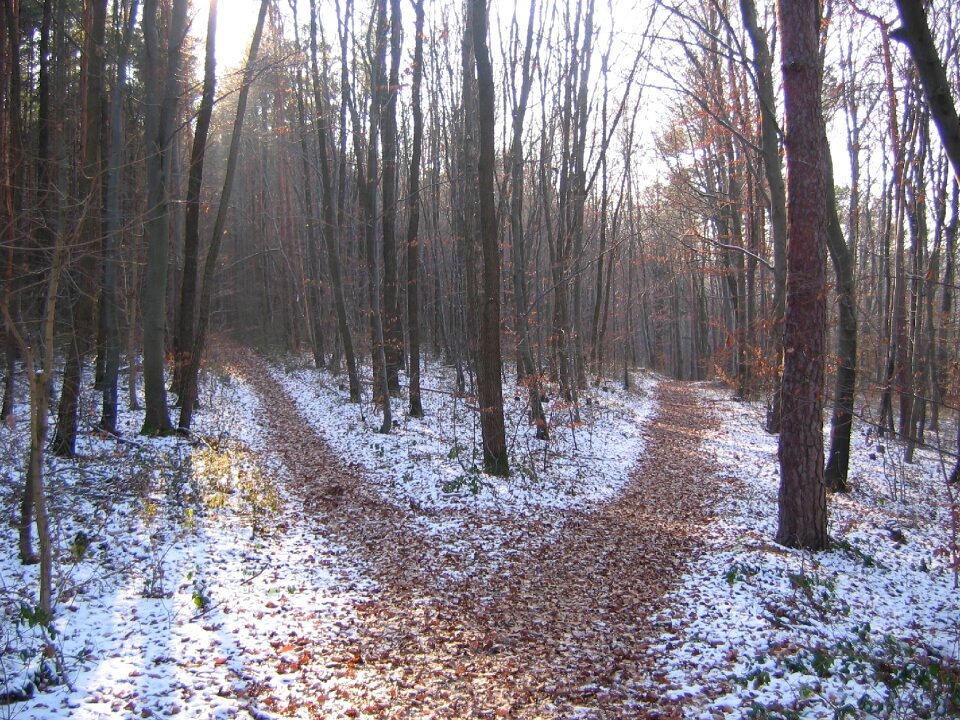 Forest path winter crossroads