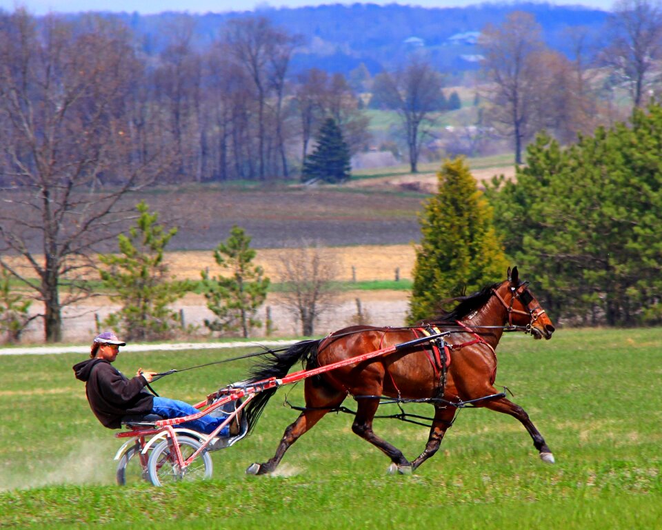 Brown performance standardbred