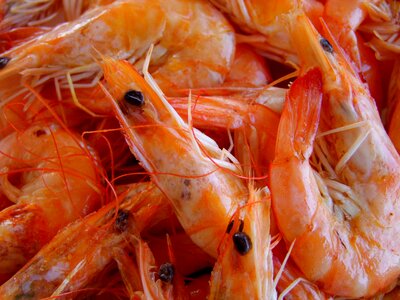Fish scampi shrimp