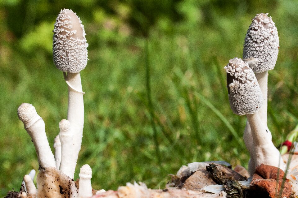 Flocked compost mushroom insect
