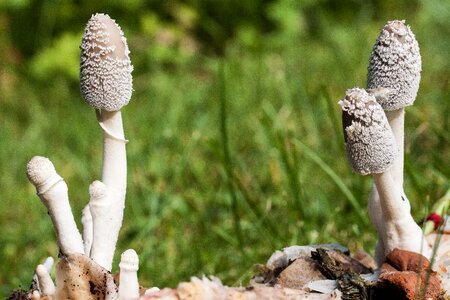Flocked compost mushroom insect