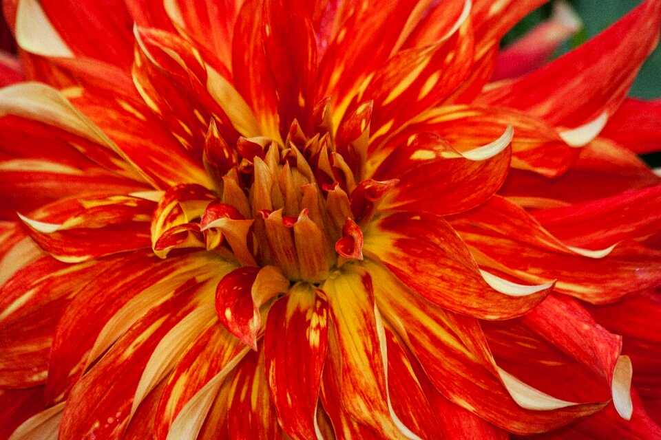 Plant composites red