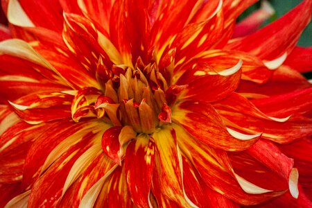 Plant composites red