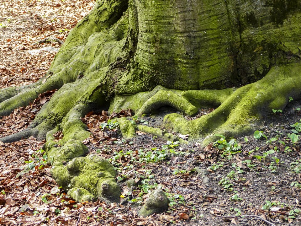 Forest floor moss covered roots branch