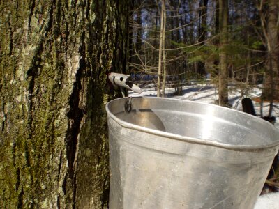 Syrup seasonal forest