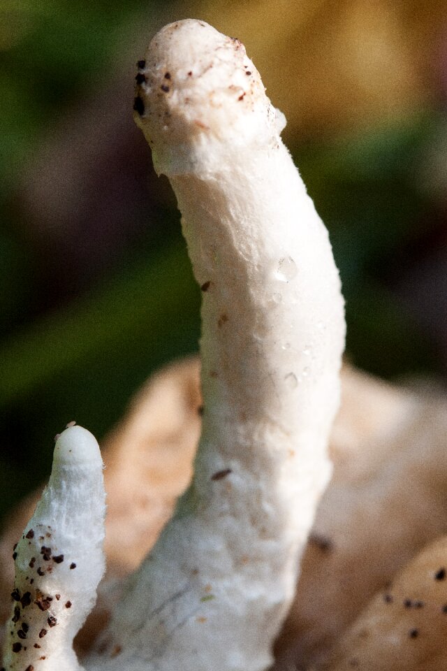 Flocked compost mushroom insect