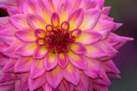 Plant composites pink photo