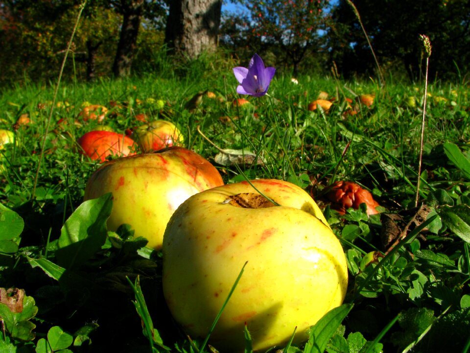 Orchard meadow apple