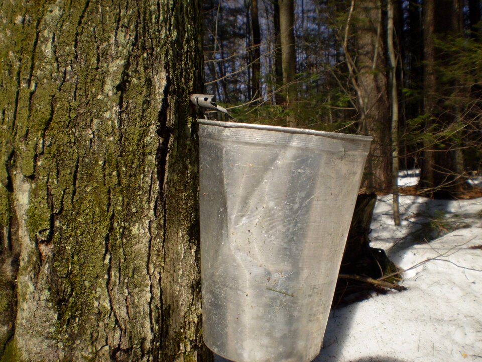 Syrup seasonal forest