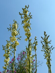 Yucca filamentosa agavaceae lilies photo