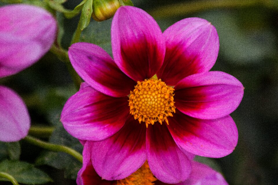 Plant composites pink