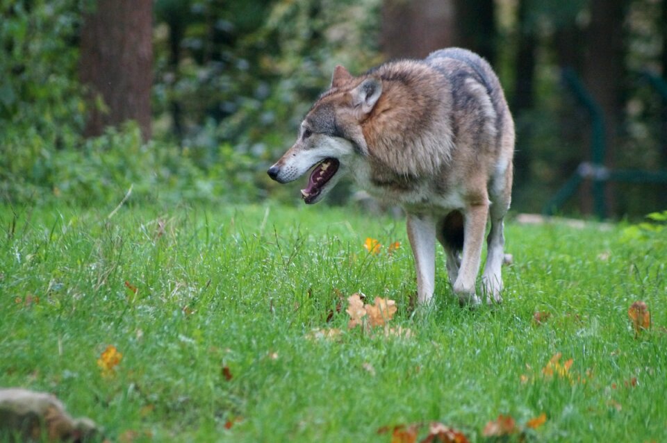 Animal world furry hunter